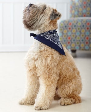 LAT LA3905 - Doggie Skins Bandana